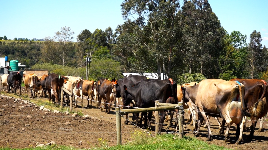 0 Bedroom Property for Sale in Stutterheim Rural Eastern Cape